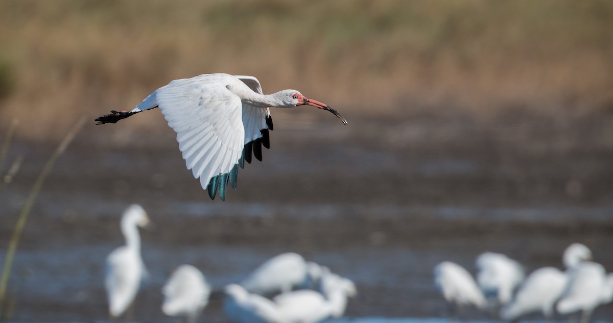 White Ibis - ML36504371