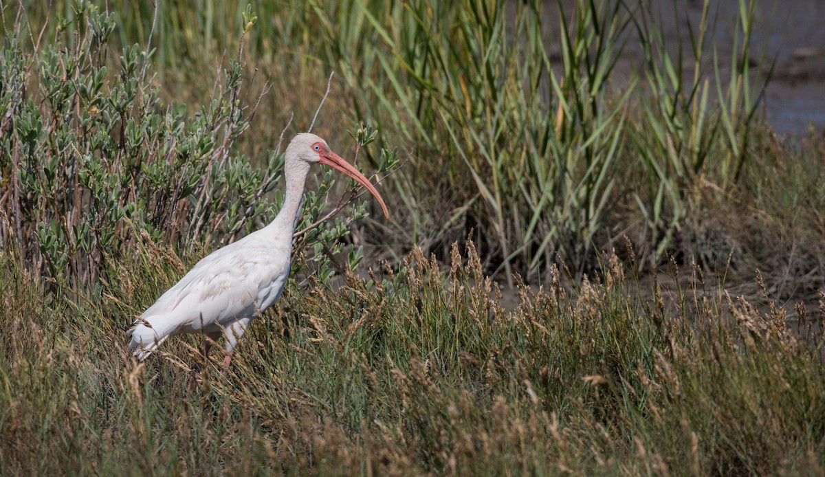 White Ibis - ML36504381