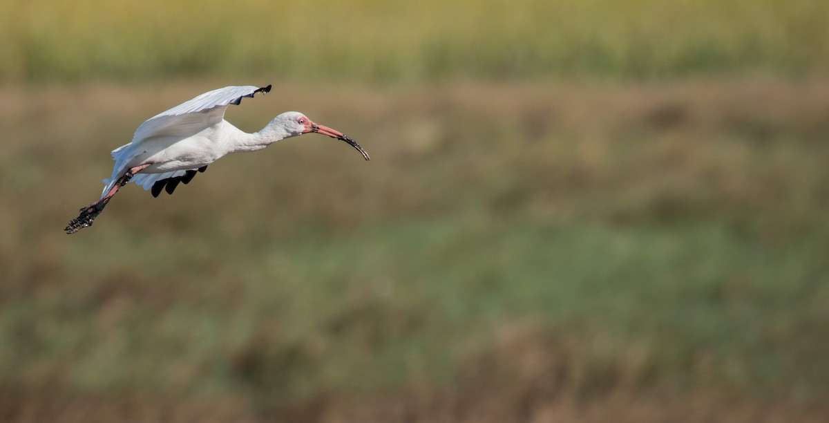 White Ibis - ML36504391