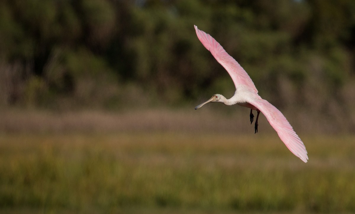 Roseate Spoonbill - ML36504411