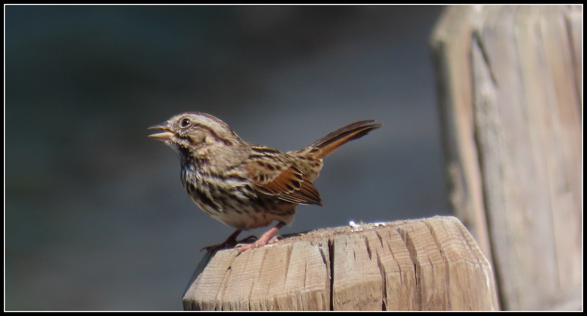 Song Sparrow - ML365044191