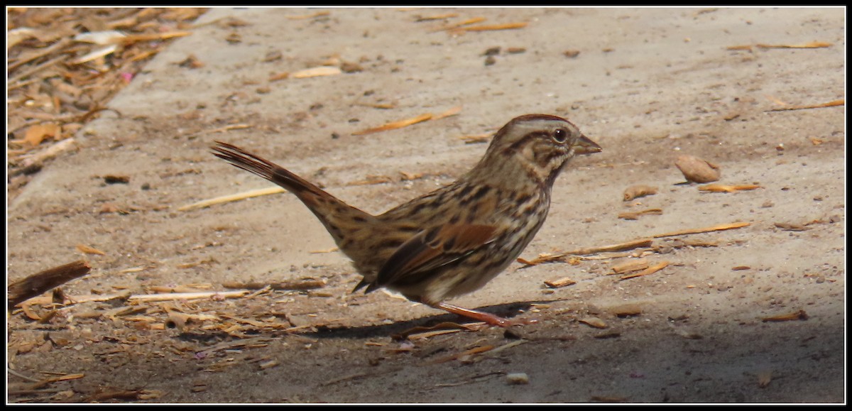 Song Sparrow - ML365044201