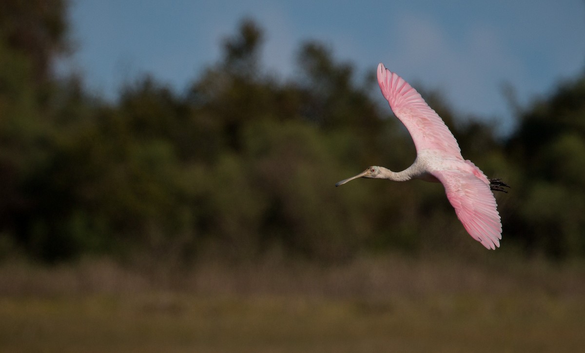 Roseate Spoonbill - ML36504421