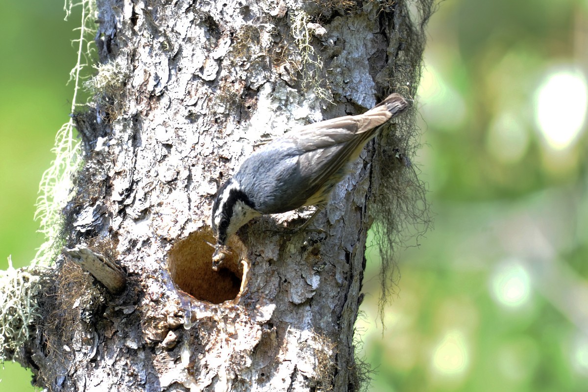 Red-breasted Nuthatch - ML365044281
