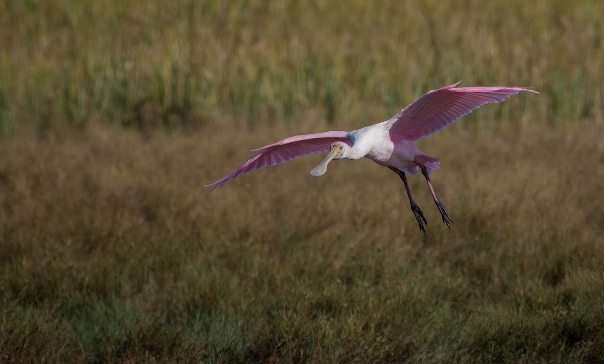 Roseate Spoonbill - ML36504431