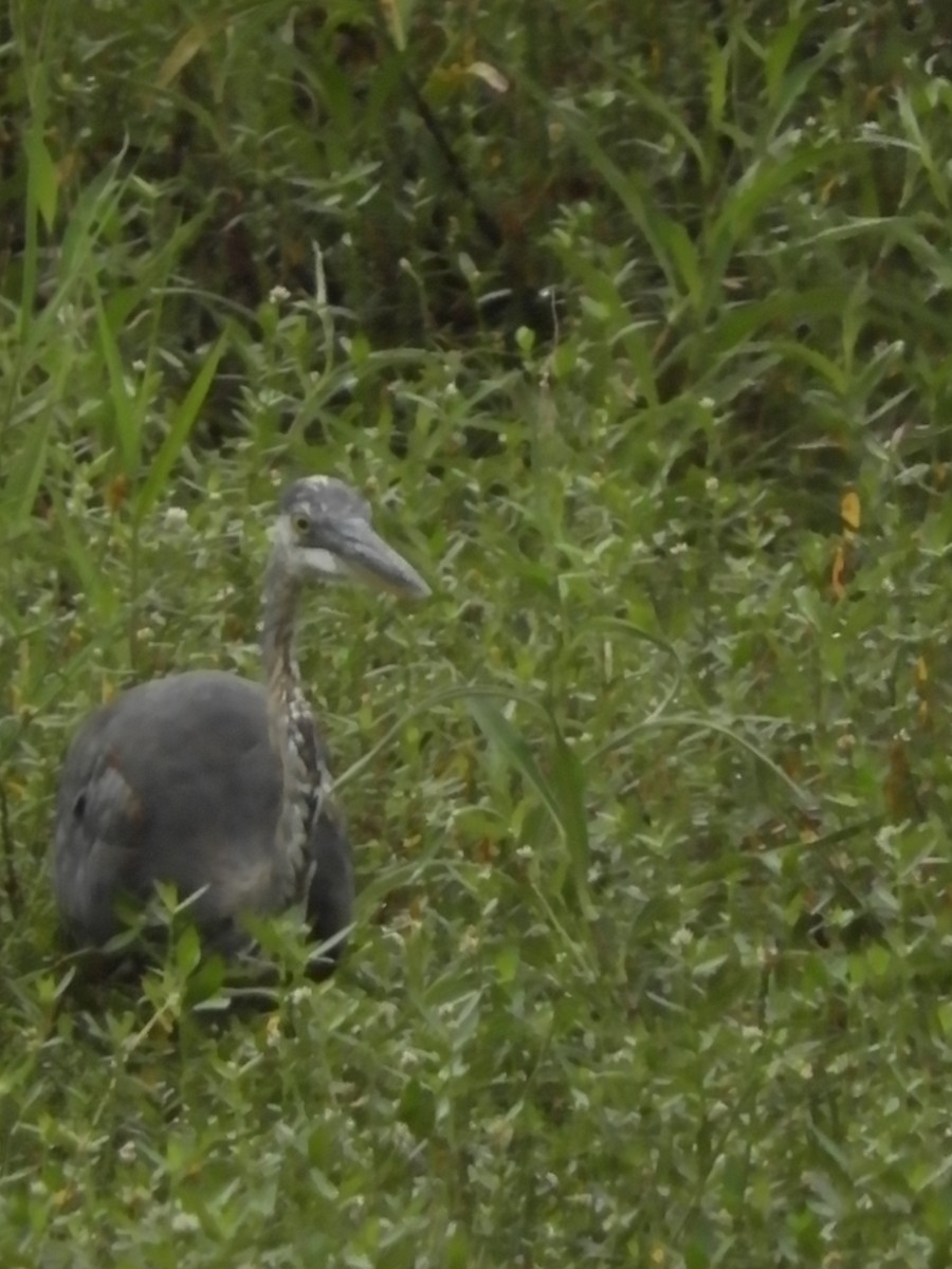 Great Blue Heron - ML365045311