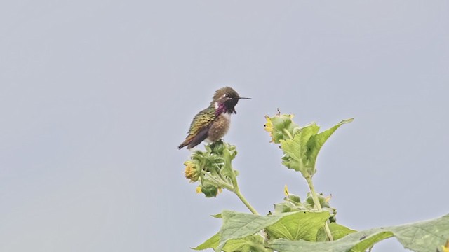 Colibrí de Elliot - ML365045611