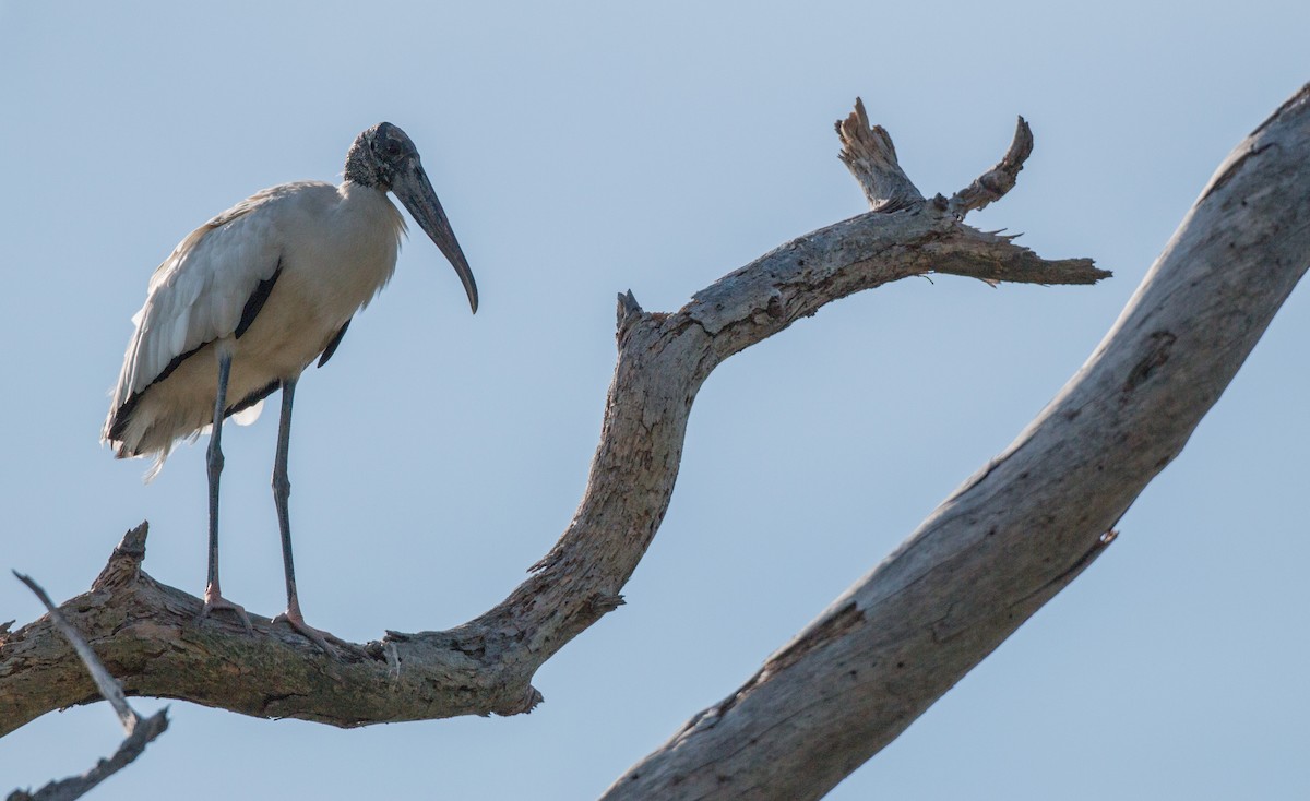 Wood Stork - Ian Davies