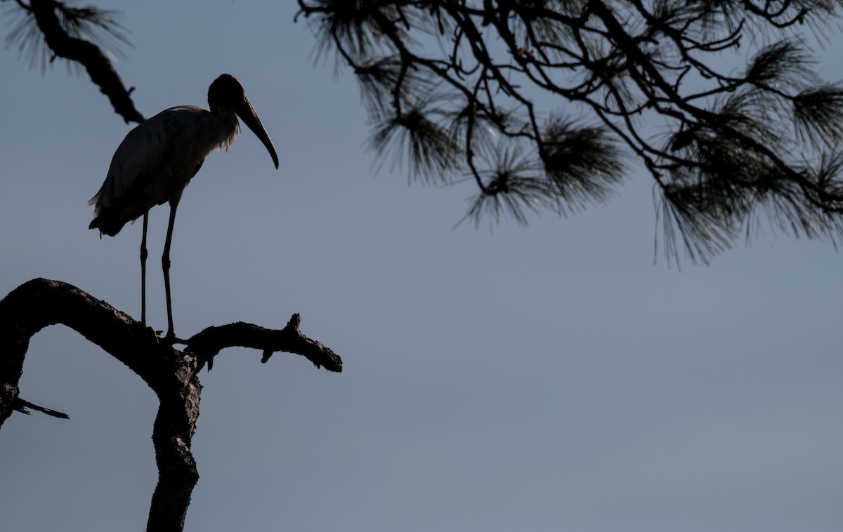 Wood Stork - ML36504581