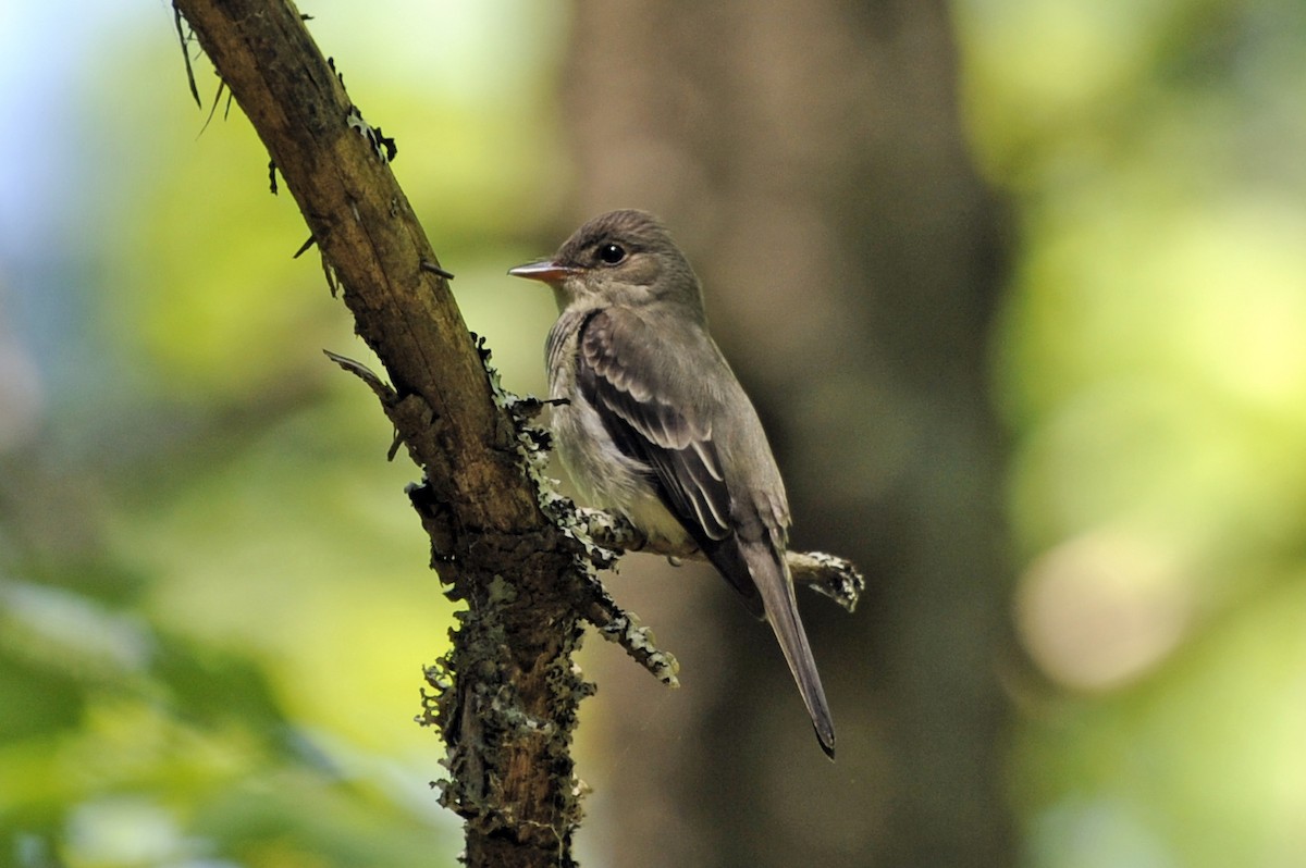 Eastern Wood-Pewee - ML365045861