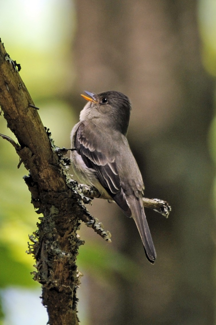 Eastern Wood-Pewee - ML365045871