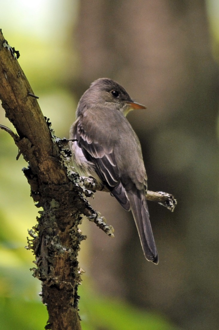 Eastern Wood-Pewee - ML365045881