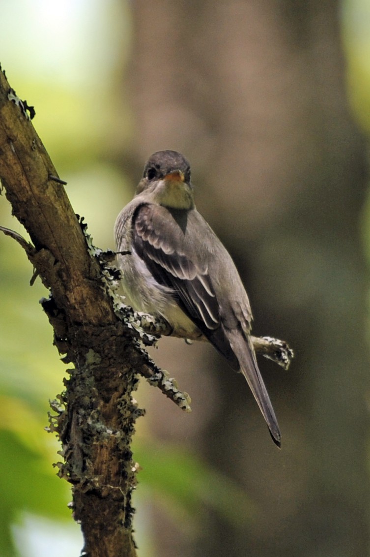 Eastern Wood-Pewee - ML365045891