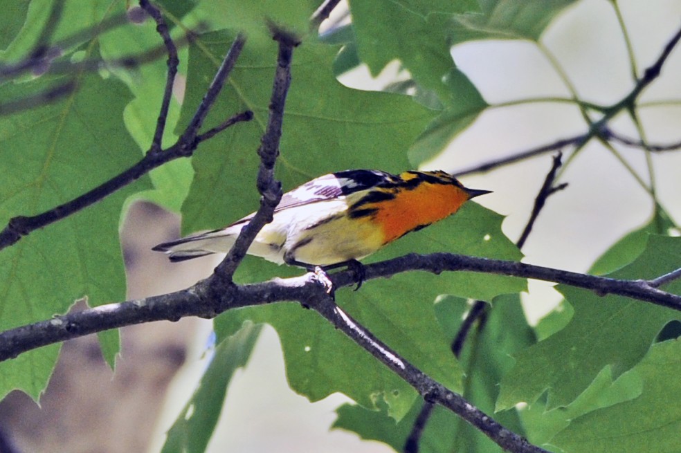 Blackburnian Warbler - ML365045911