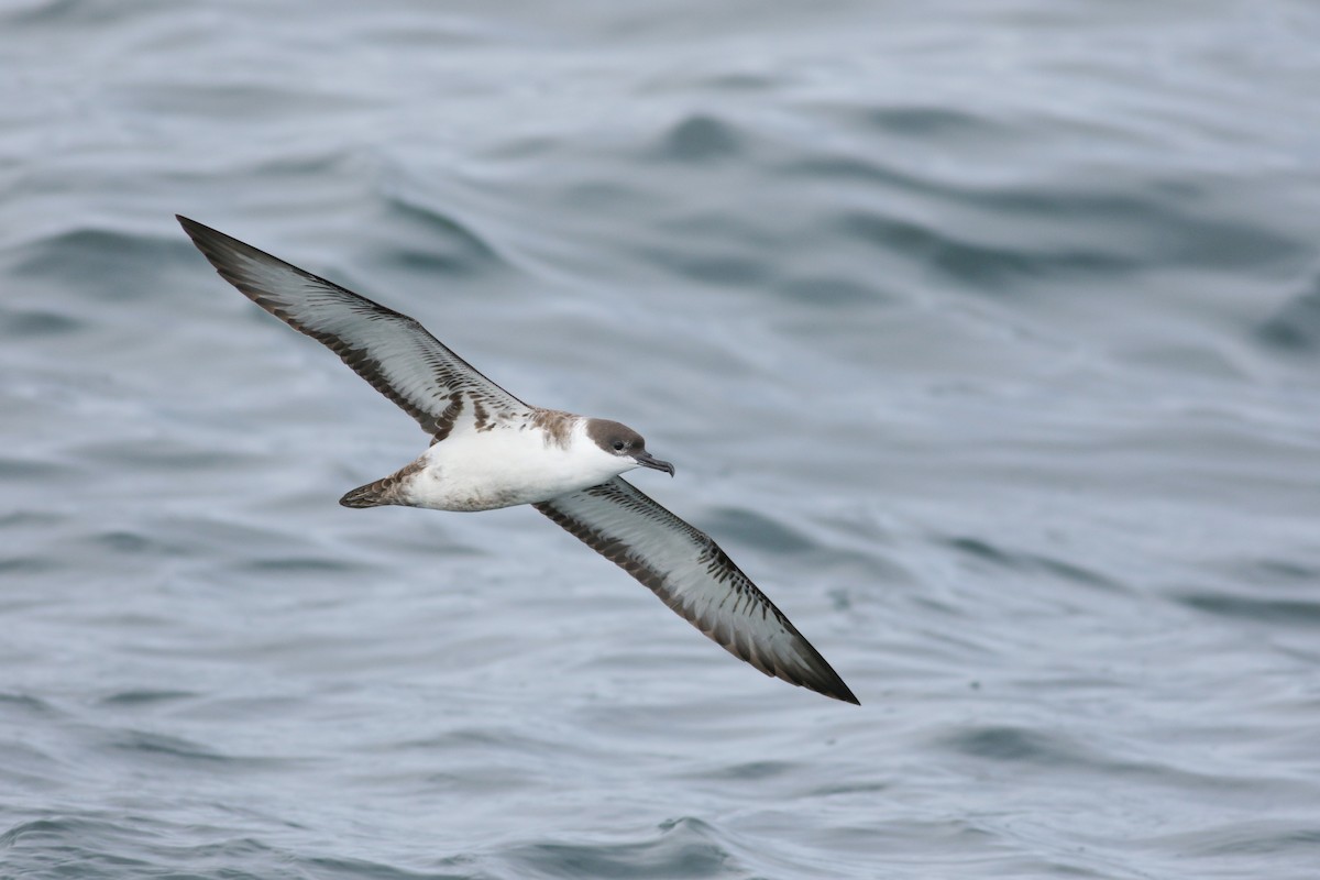 Great Shearwater - Jonathan Eckerson