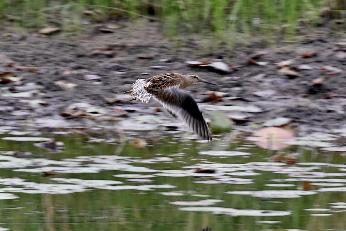 kortnebbekkasinsnipe - ML365047601