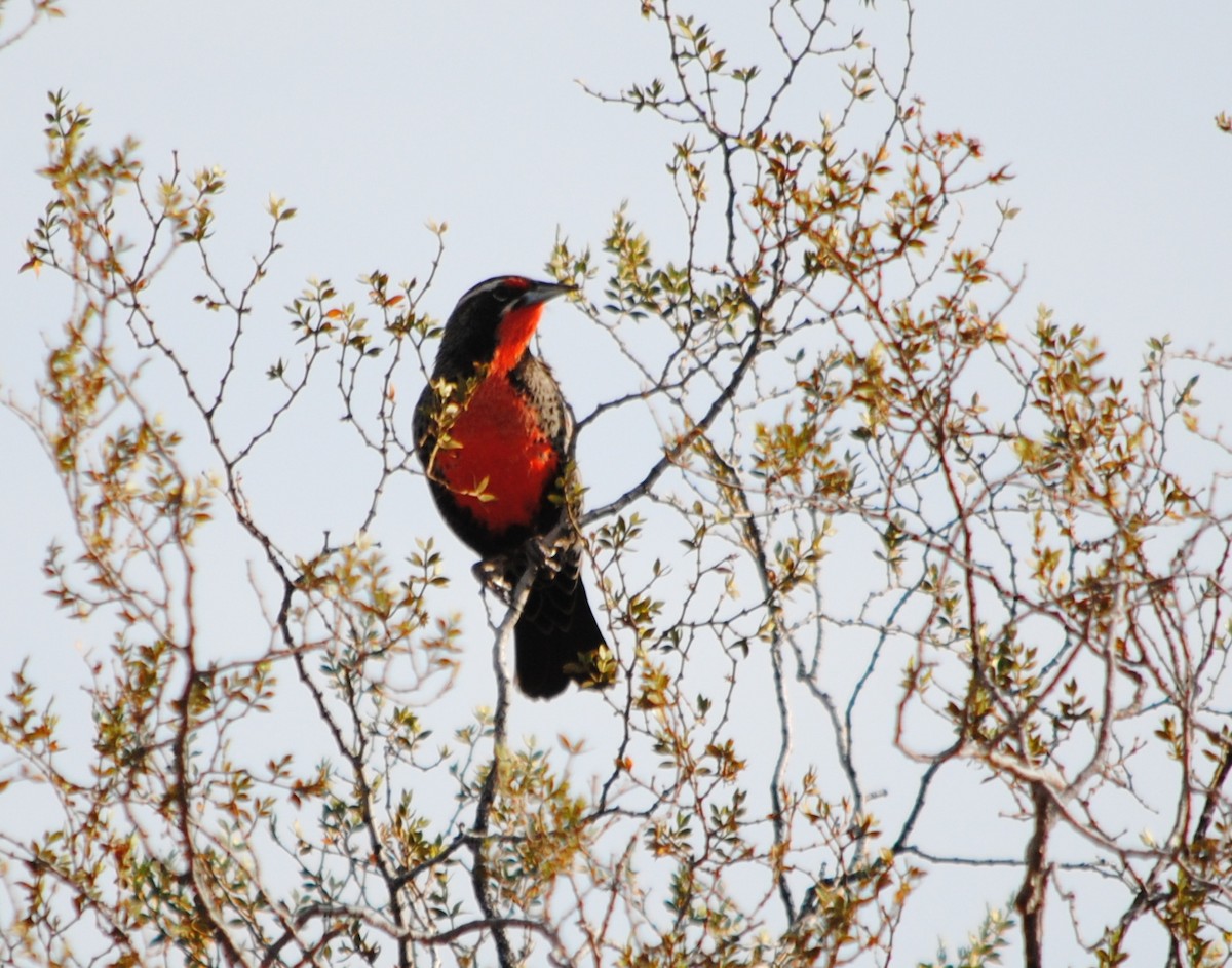 Long-tailed Meadowlark - ML365047691