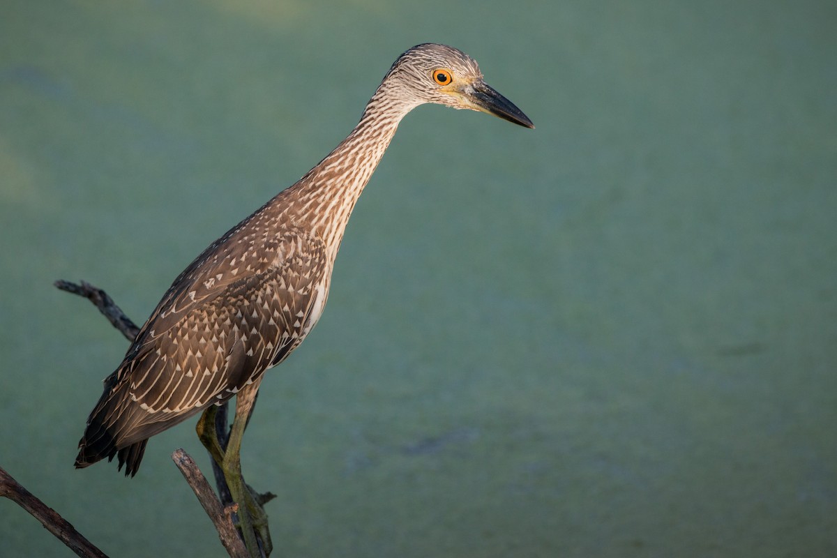 Yellow-crowned Night Heron - Ian Davies