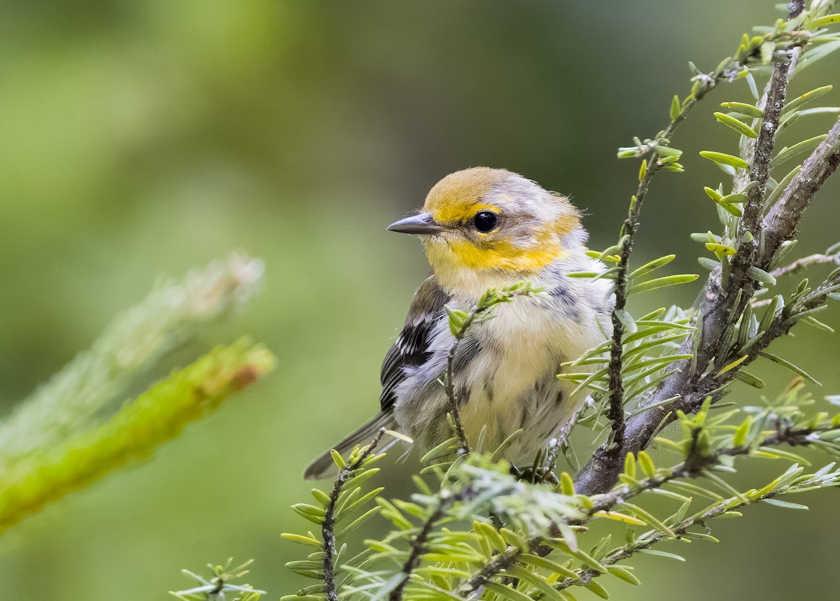 Black-throated Green Warbler - ML365049161