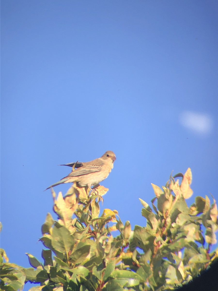 Lazuli Bunting - ML365050071