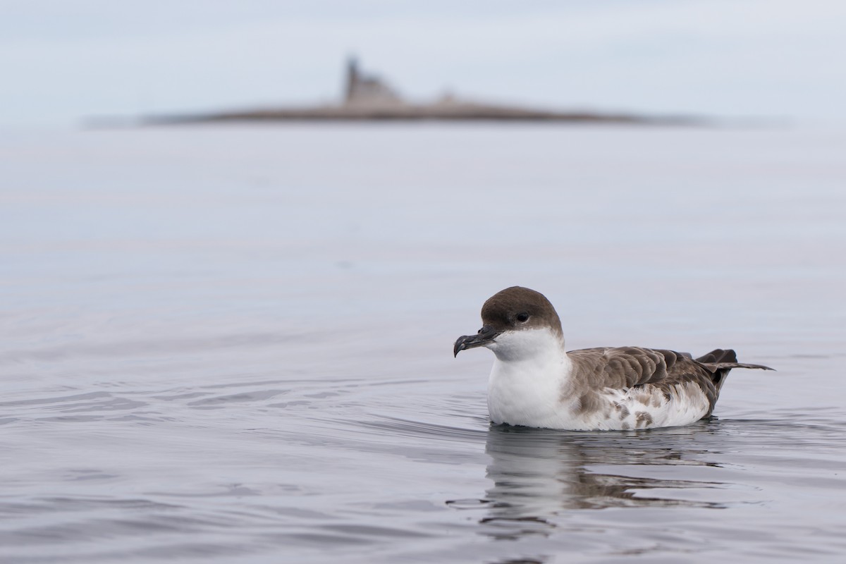 Great Shearwater - Nathan Dubrow