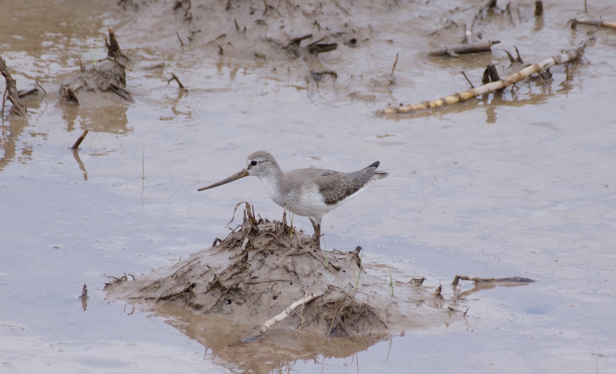 Terek Sandpiper - ML365051801