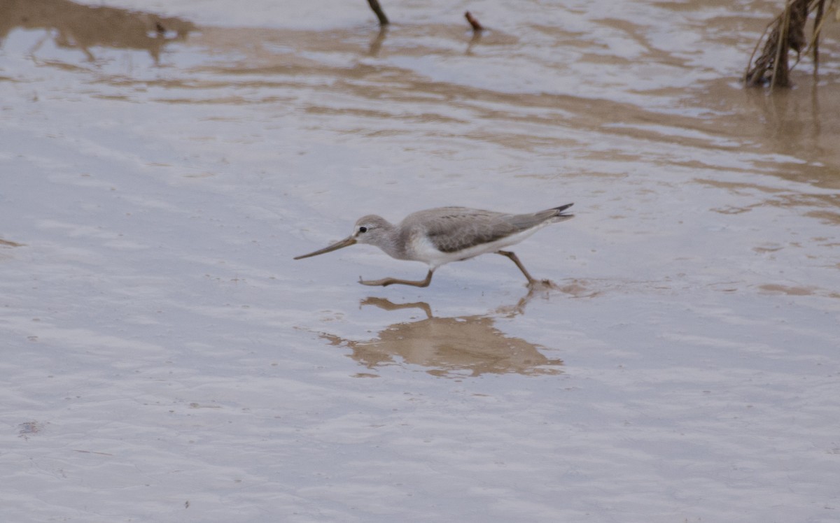 Terek Sandpiper - ML365051881