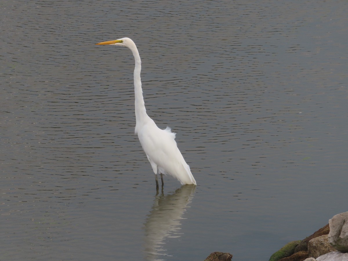 ダイサギ - ML365053271