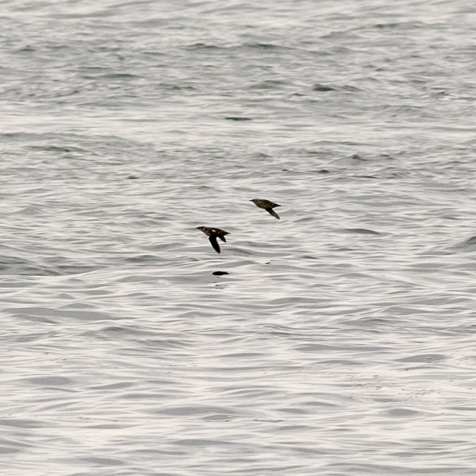 Marbled Murrelet - ML365053291