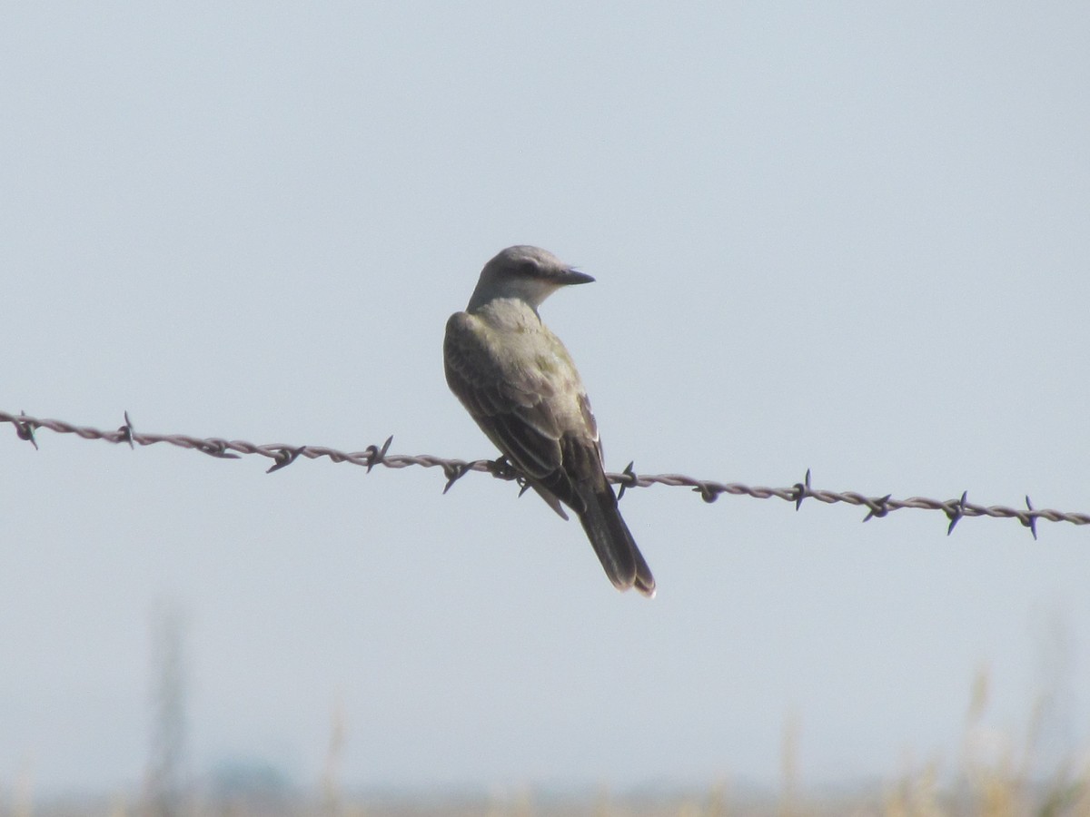 Western Kingbird - ML365053951