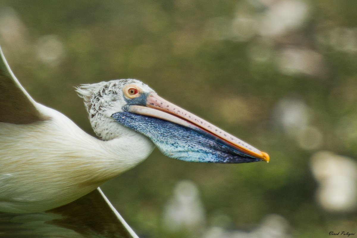 pelikán skvrnozobý - ML36505451