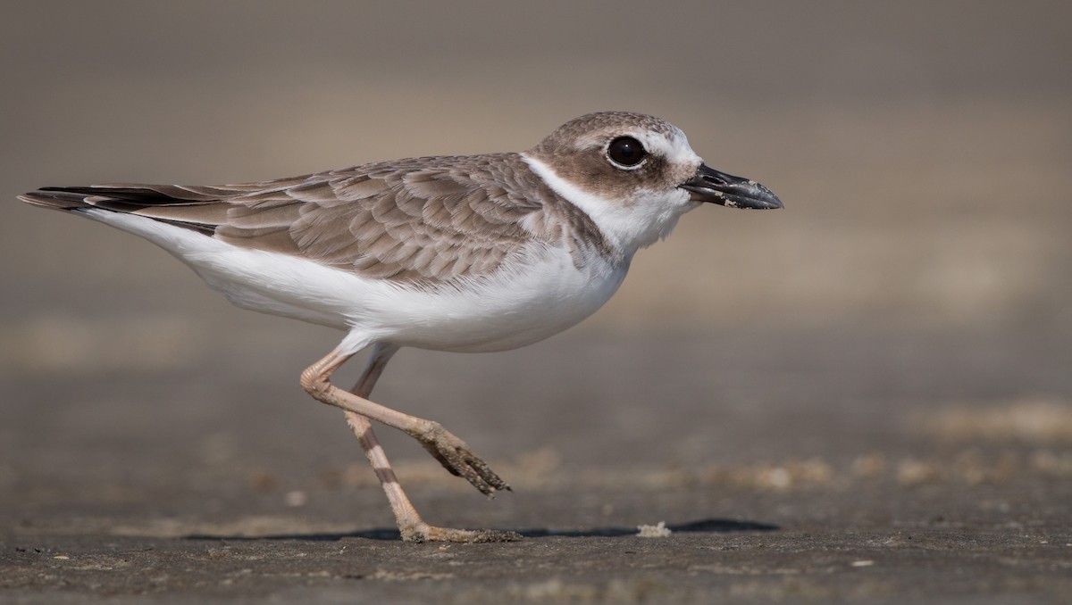 Wilson's Plover - Ian Davies