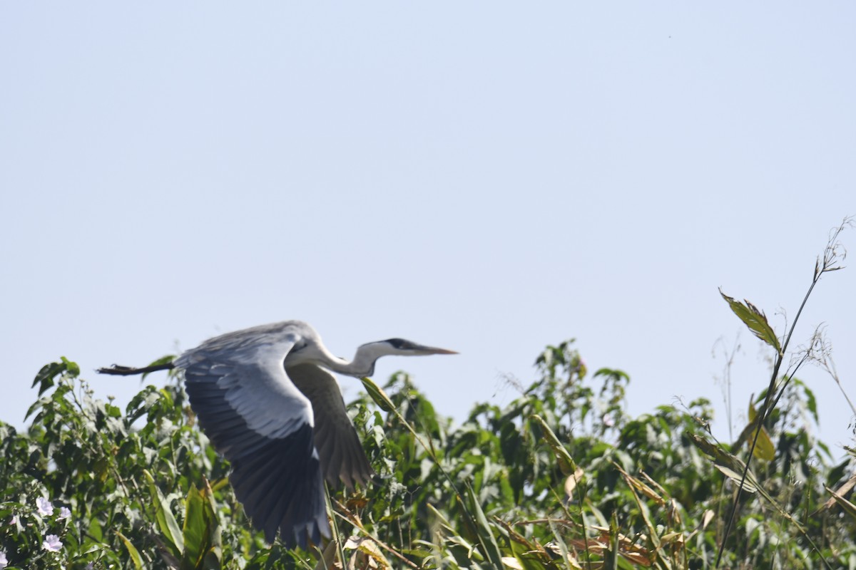 Maskeli Gri Balıkçıl - ML365055991