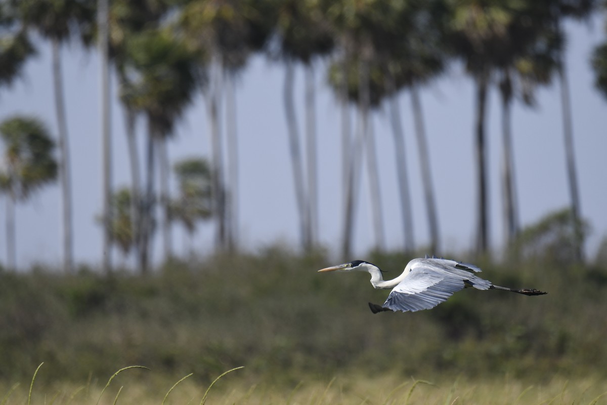 Maskeli Gri Balıkçıl - ML365056031