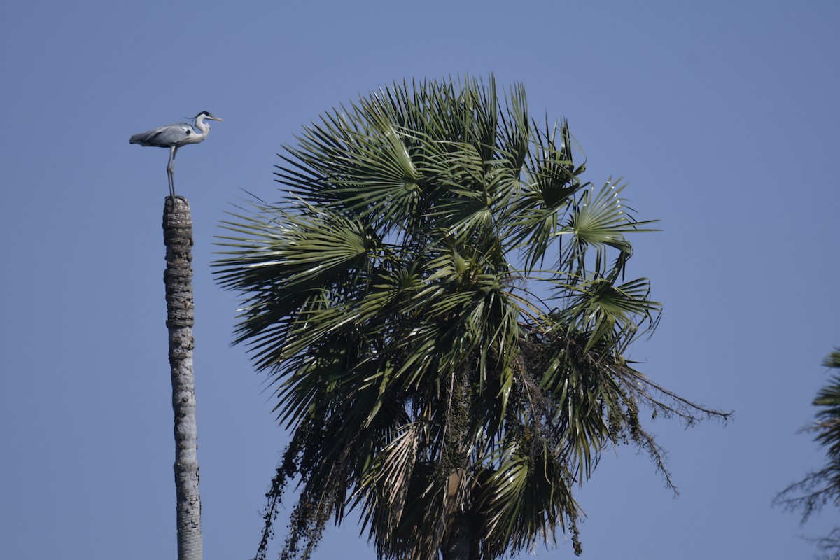 Héron cocoi - ML365056041