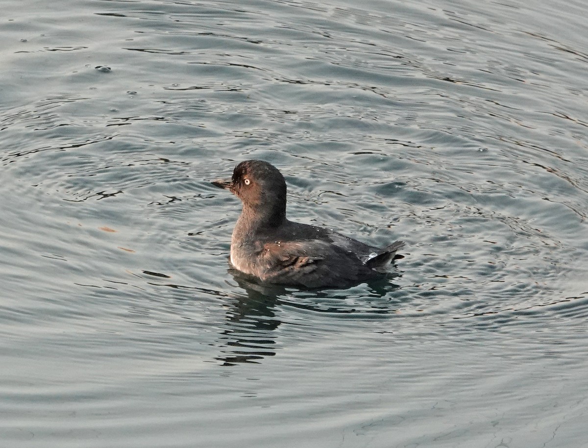 Cassin's Auklet - ML365056561