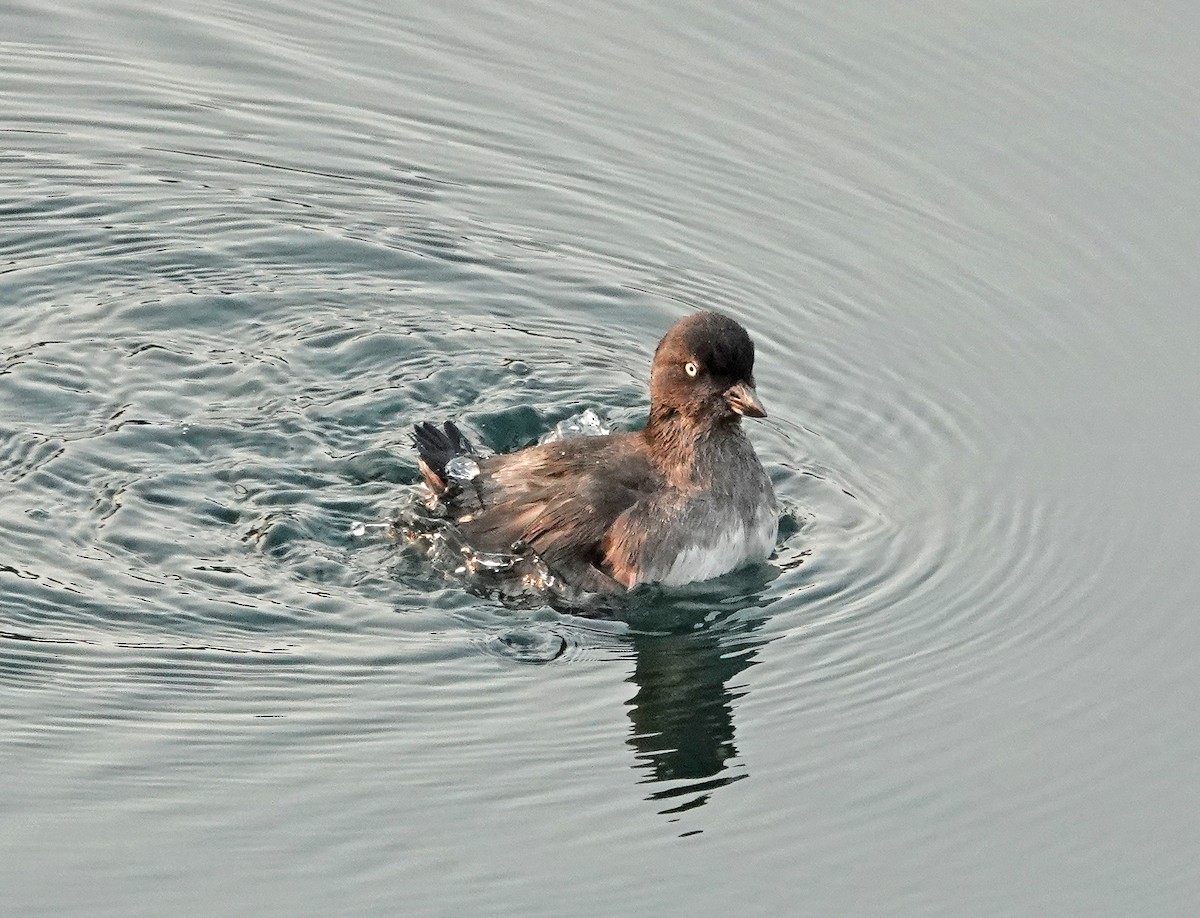 Cassin's Auklet - ML365056641