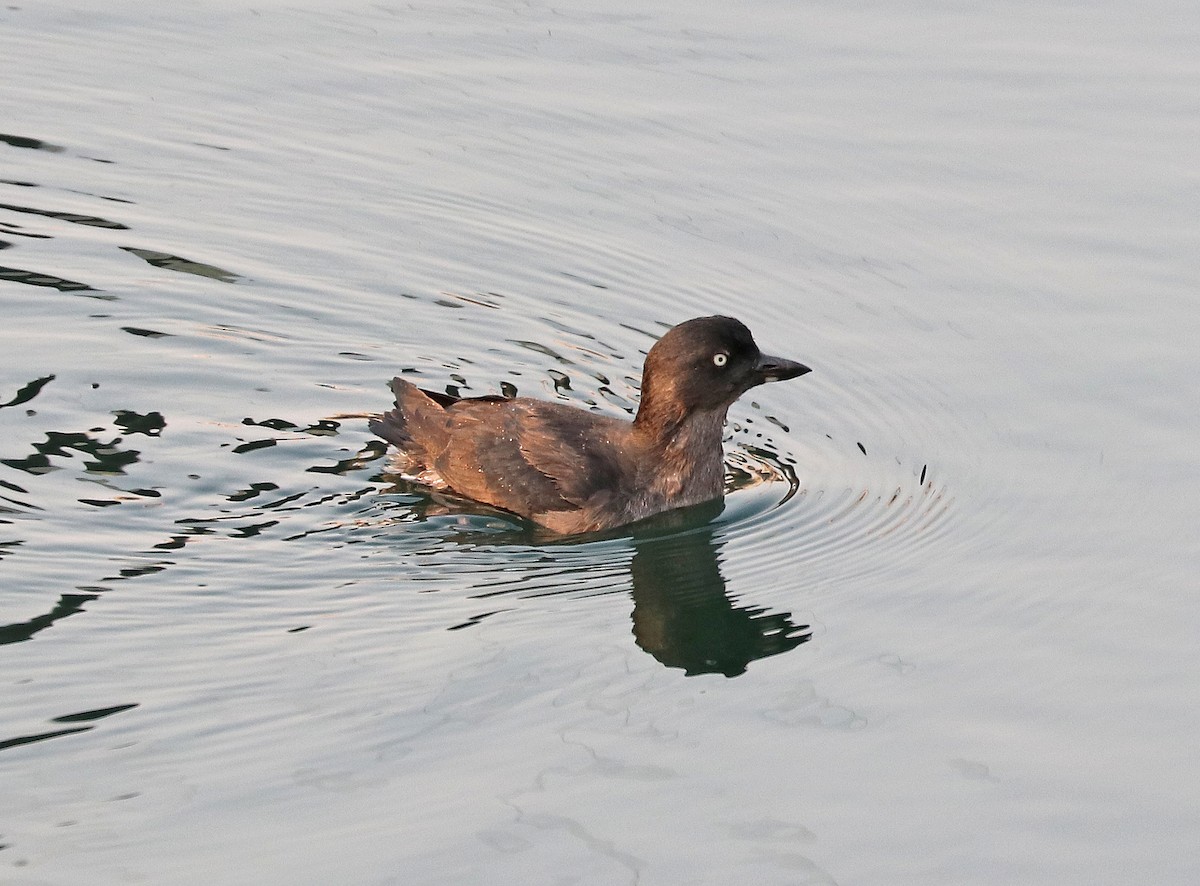 Cassin's Auklet - ML365056791