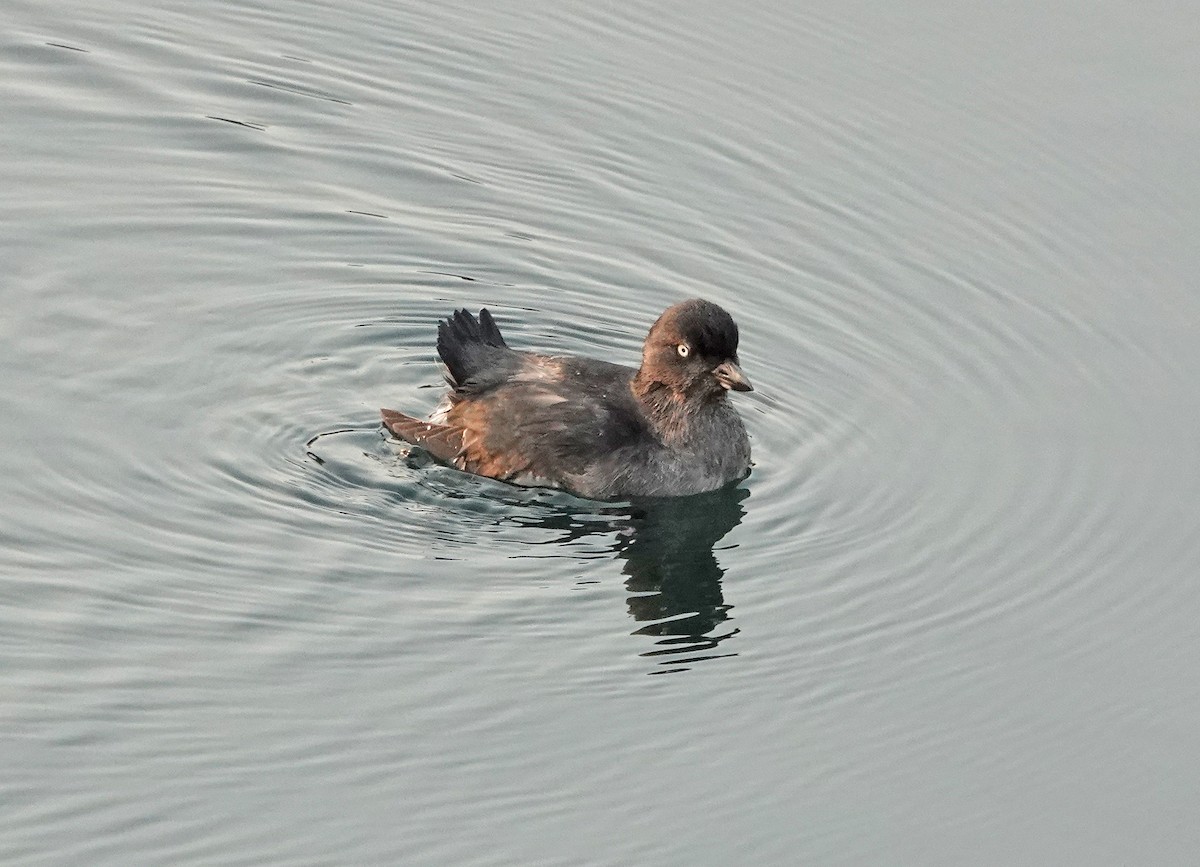 Cassin's Auklet - ML365056911