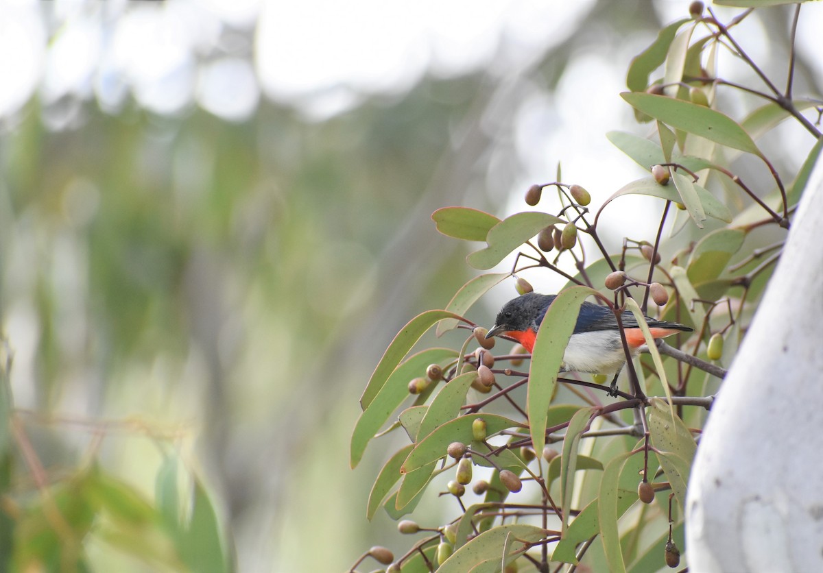 Mistletoebird - ML365058201