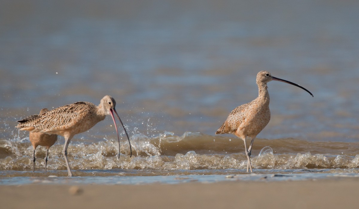 Long-billed Curlew - ML36505891