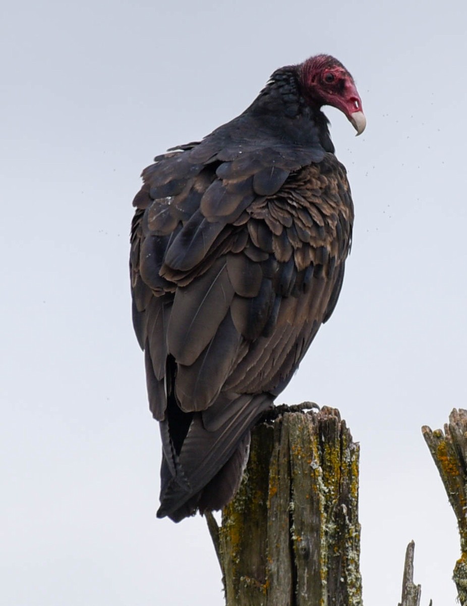 Turkey Vulture - virginia rayburn