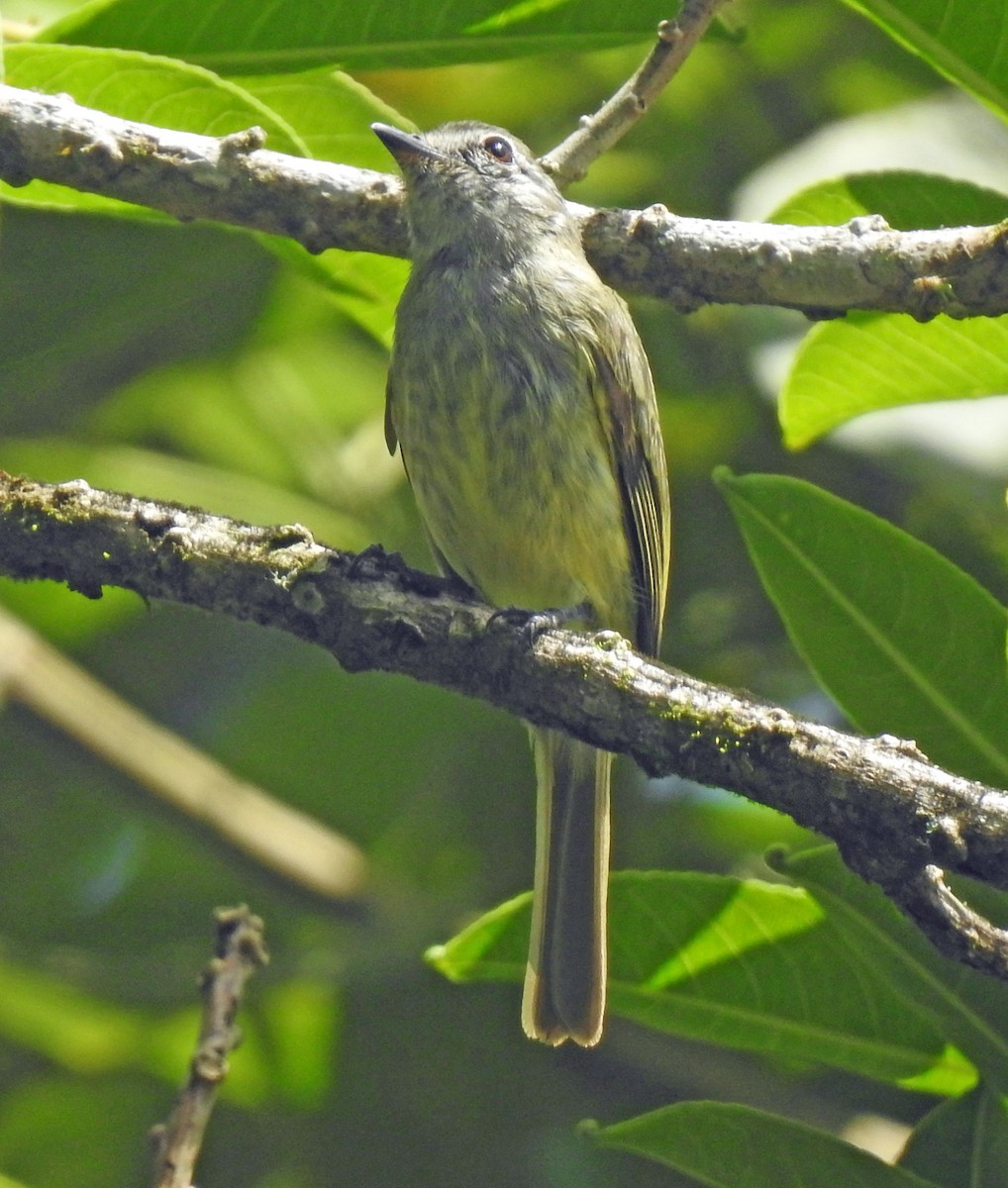 Greenish Elaenia - ML365059691