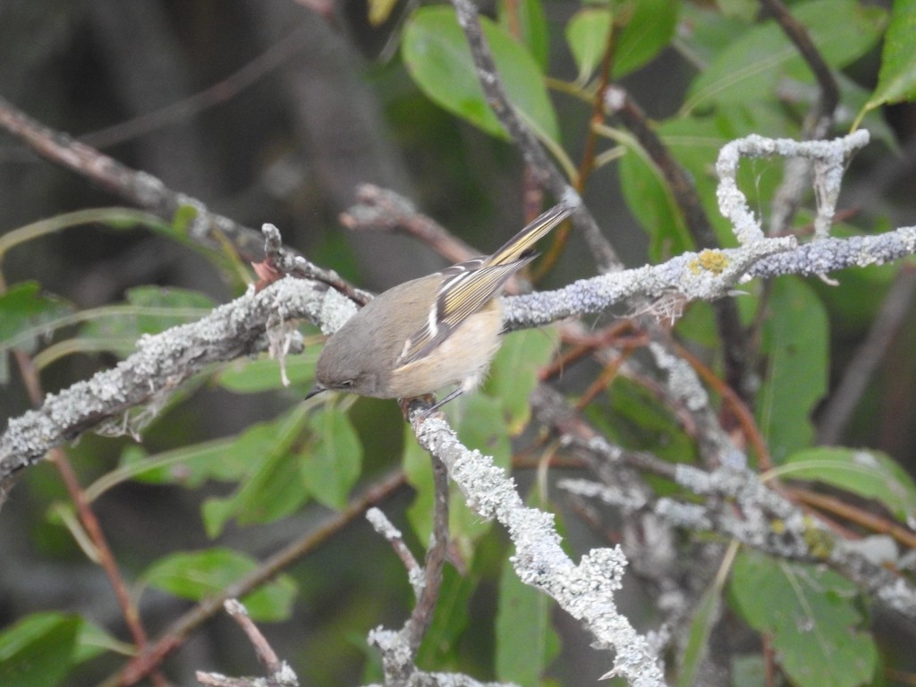 Ruby-crowned Kinglet - ML36506061