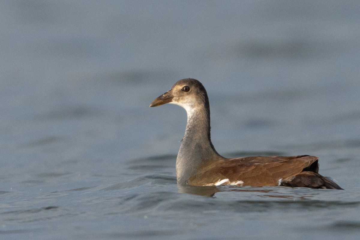 slípka americká - ML365060971