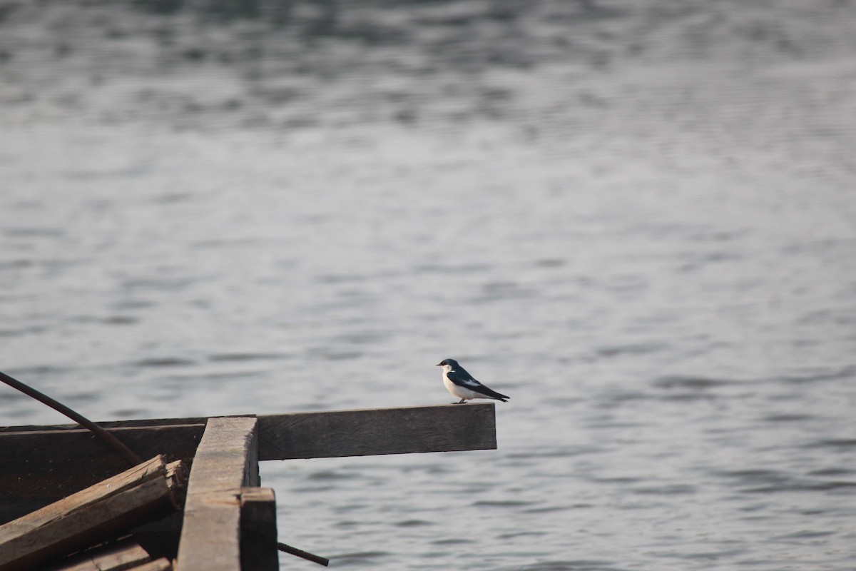 White-winged Swallow - Franziska Riedel