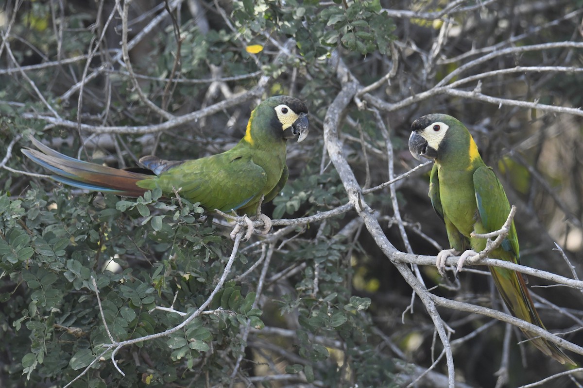 キエリヒメコンゴウインコ - ML365061211