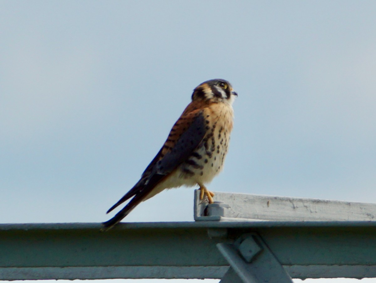 American Kestrel - Laura Sisitzky