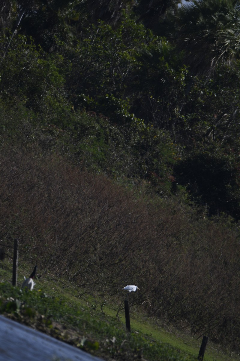 Grande Aigrette - ML365062521