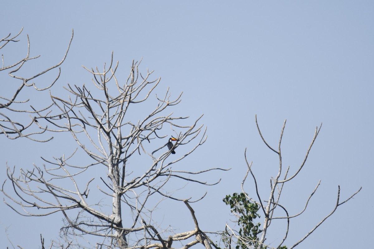 Toko Tukanı - ML365062881